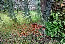 Fruit on ground after ripening, Botanical Garden of the University of Coimbra.