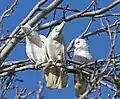Little Corellas (Cacatua sanguinea), photographed beside Toongabbie Creek, suburban Sydney.