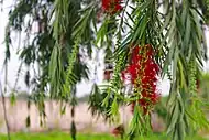 Callistemon Bottlebrush