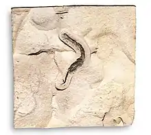 Fossil specimen of Coleicarpus sprinklei