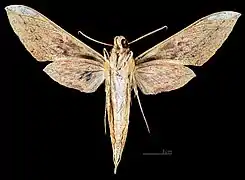 Cechenena minor ♂  △