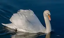 A swan (Cygnus olor) at the Nymphenburg Palace in Munich, Germany