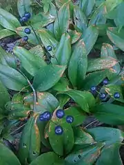 Fruiting in habitat, Mille-Isles, Quebec
