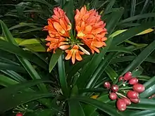 Clivia miniata