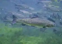 Close up of rainbow trout fish underwater oncorhynchus mykiss
