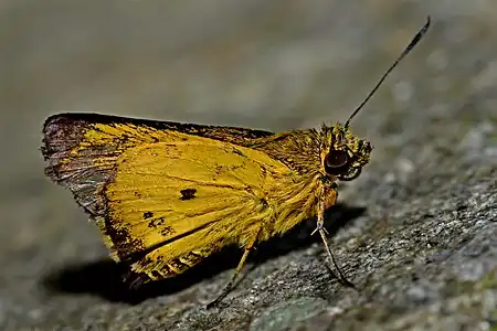 Ventral view