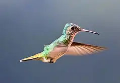 Hummingbird photographed with focal length of 300mm and 1/800 of a second shutter speed taken from a distance of 2.72 metres
