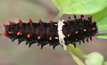 Pachliopta aristolochiae larva