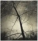 Consuelo Kanaga,  Untitled (Ice Morning, Putnam Pond). Brooklyn Museum