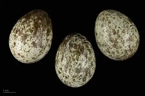 Eggs of Corvus corone cornix  - MHNT