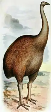 Moa (Dinornis pictured) were the largest birds in New Zealand, weighing up to 250 kg (550 lb).