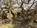 Ancient tree