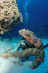 Diver and old anchor