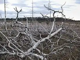 Torsburgen after the fire