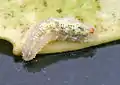 Larva