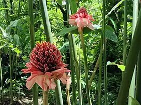 Etlingera elatior