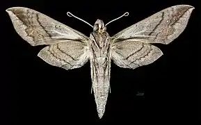 Eumorpha megaeacus Female ventral