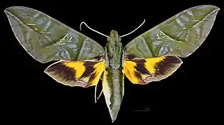 Eumorpha phorbas ♀