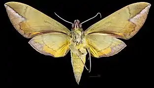 Eumorpha phorbas ♀   △