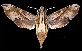 Eupanacra mydon female dorsal