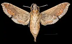 Eupanacra mydon female ventral