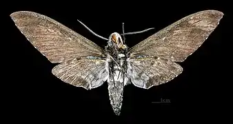 Euryglottis dognini female, ventral