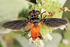 Feather-legged fly
