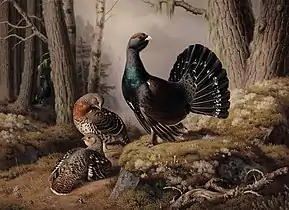 Capercaillies courting, 1862