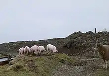 Five pigs on a farm in Wales