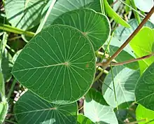 Green leaves of Stipecoma peltigera plant