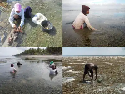 Gleaning a seagrass meadow
