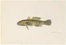 An 1865 watercolor painting of a Brazilian goby by Jacques Burkhardt.