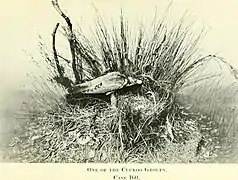 One of the Cuckoo Groups. Case 160.