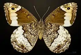 Female underside