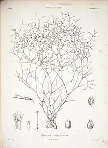 Reyesia chilensis : botanical drawing.