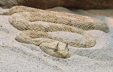Image 9Cerastes cerastesCerastes cerastes, commonly known as the Saharan horned viper or the horned desert viper, is a venomous species of viper native to the deserts of northern Africa and parts of the Arabian Peninsula and Levant. It often is easily recognized by the presence of a pair of supraocular "horns", although hornless individuals do occur.More selected pictures