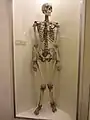 A human skeleton on display at Booth Museum of Natural History