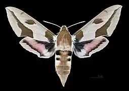 Female Hyles nicaea castissima