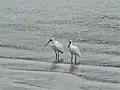 Kōtuku ngutupapa (royal spoonbills) in the harbour at Kiwi Esplanade