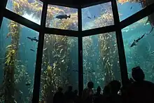 Photo of 50-foot-tall (15 m) yellow plants in water behind glass wall divided into sections.
