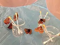 Lab-reared Euphydryas editha taylori feeding on honey water at the University of Washington Terrestrial Restoration Ecology lab