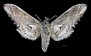 Female Langia zenzeroides zenzeroides, ventral view