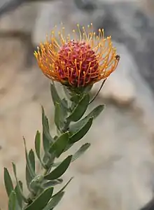 L. vestitum