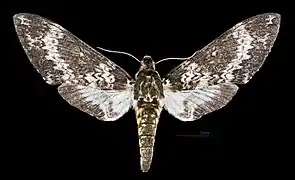 Manduca manducoides ♀