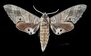 Marumba dyras dyrasmale dorsal