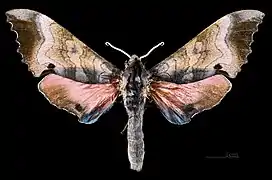 Male M. g. gressitti