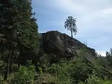 Maverick Ponderosa Pine atop an outcrop in Skaha Bluffs Provincial Park