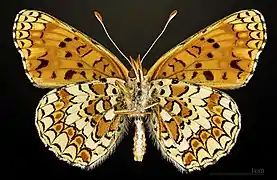 Male underside