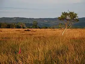Evening view across the Moine Mhòr