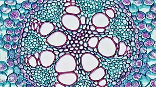 The vascular bundles of the root of the genus Acorus (monocotyledons) can be seen in the endothelium and the Casparian strip around the middle column. The Casparian strip is dyed red because it contains lignin.